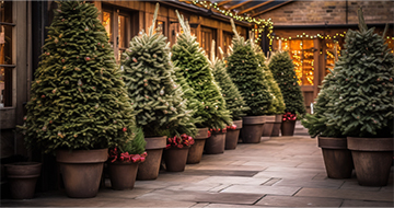 How Our Christmas Tree Delivery in Wimbledon Delivers Holiday Magic