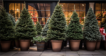 Bring the Holiday Cheer Home with Christmas Tree Delivery Service in Clapham