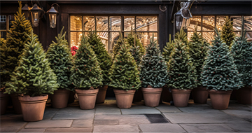 Why Choose Our Christmas Tree Delivery Service in Ealing?