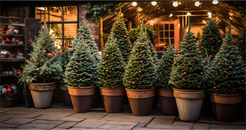 Make Your Home Festive This Holiday Season with Christmas Tree Delivery in Ealing