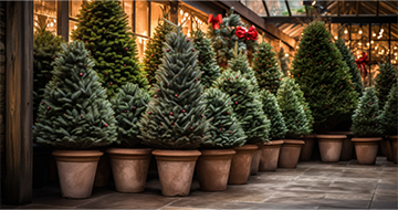 Bring the Festive Cheer to Your Home with Our Christmas Tree Delivery Service in Putney