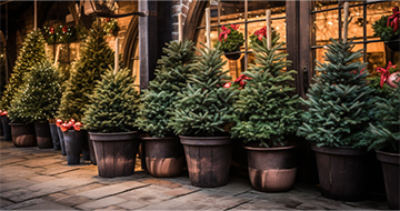 Why Choose Our Christmas Tree Delivery in Wandsworth?