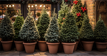 Make the Holidays Bright with Our Christmas Tree Delivery Right to Your Home in Wandsworth