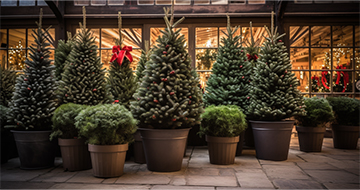 Spread Holiday Cheer with Our Christmas Tree Delivery Service in Islington!