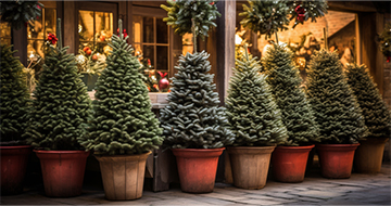 Add a Festive Touch to Your Home with Our Christmas Tree Delivery in Battersea