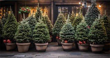 Why Choose Our Christmas Tree Delivery Services in Chiswick?