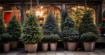 Make This Christmas Bright with Our Local Christmas Tree Delivery Service in Brixton