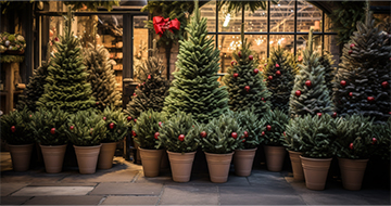 Why Choose Our Christmas Tree Delivery in Streatham?