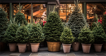 Bring the Festive Cheer Home with Our Christmas Tree Delivery in Camden