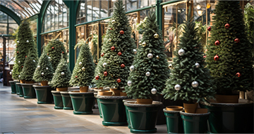 Why Choose Our Christmas Tree Delivery in North West London?