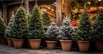 Spread the Joy of the Holidays with Our Christmas Tree Delivery in Twickenham