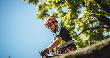 How We Perform Tree Surgery in Fulham