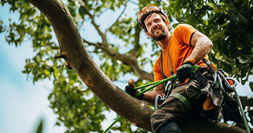What Sets Our Tree Surgery Services in Canonbury Apart?