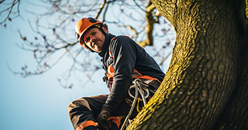 Why Choose Our Tree Surgery Services in Dalston?