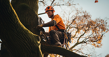 How We Perform Tree Surgery in East Finchley