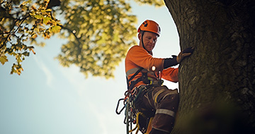Why Choose Our Tree Surgery Services in East Finchley?