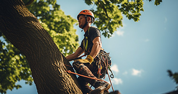 Why Choose Our Tree Surgery Services in Edmonton?
