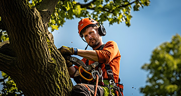How We Perform Tree Surgery in Finchley