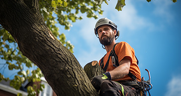 How We Perform Tree Surgery in Haringey