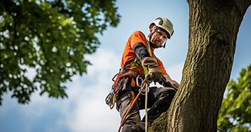 Why Choose Our Tree Surgery Services in Harringay?