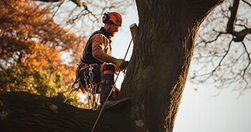 Why Choose Our Tree Surgery Services in Highbury?