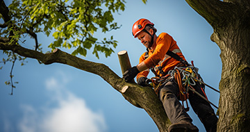 How We Perform Tree Surgery in Highgate