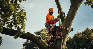 Why Choose Our Tree Surgery Services in Hornsey?