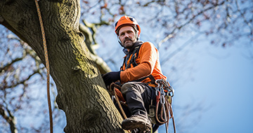 What Makes Our Tree Surgery Services In Kings Cross Stand Out?