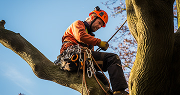 How We Perform Tree Surgery in Muswell Hill