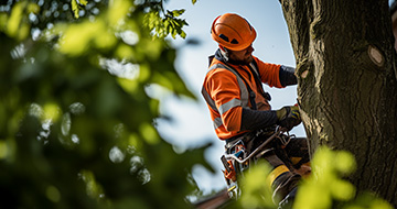 How We Perform Tree Surgery in North Finchley