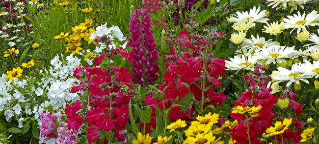 Colourful flowers