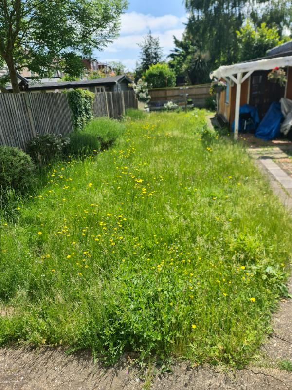Back garden with unmanaged bushes and wild growth