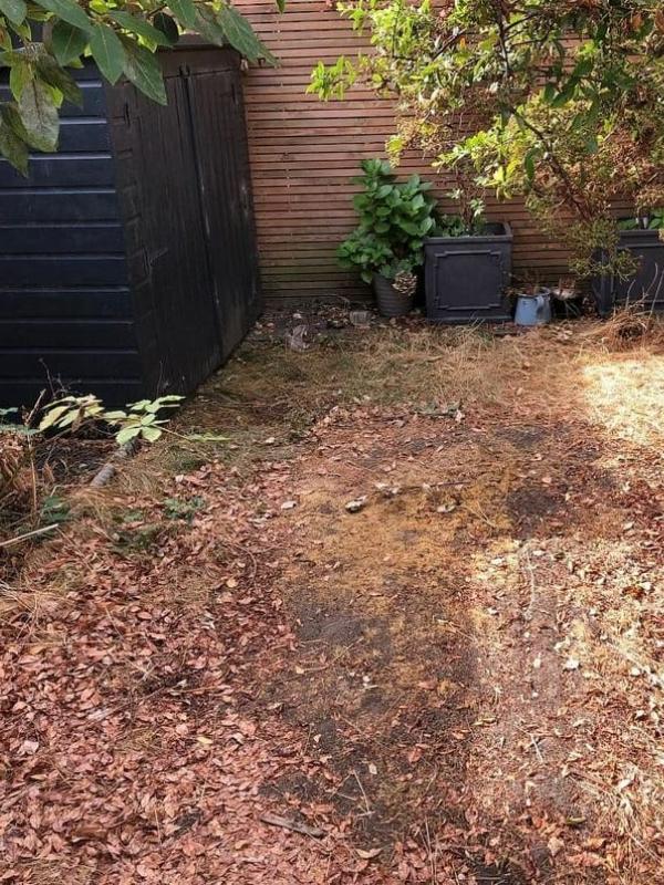 Back garden with unmanaged bushes and wild growth