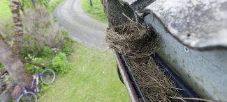 removing birs nest from the gutters