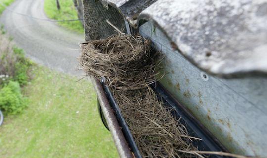 a damaged guttering with a bird nest inside of it