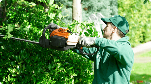 Gardener trimming bush