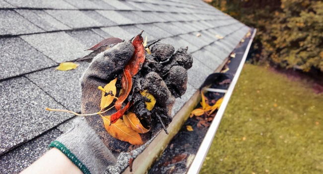 what gathers in the gutters