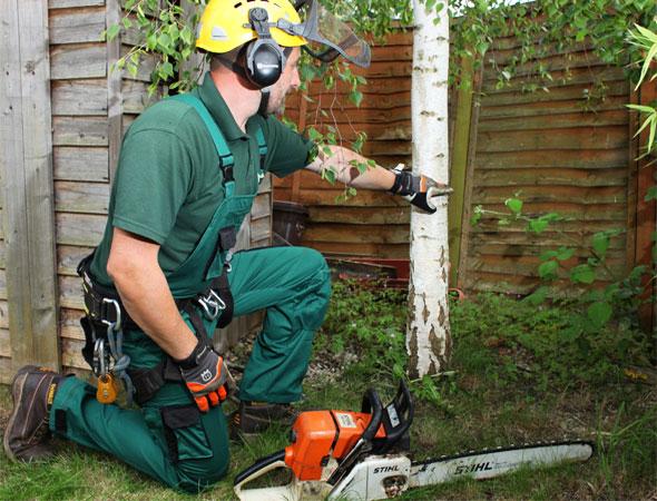 Fantastic expert inspecting a tree