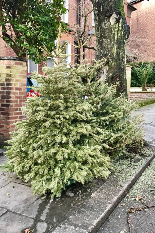 Book Real Christmas Tree Delivery in London Preorder Now