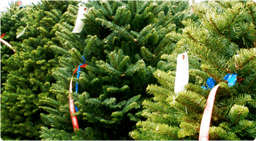 Christmas trees thumbnail Christmas tree collection