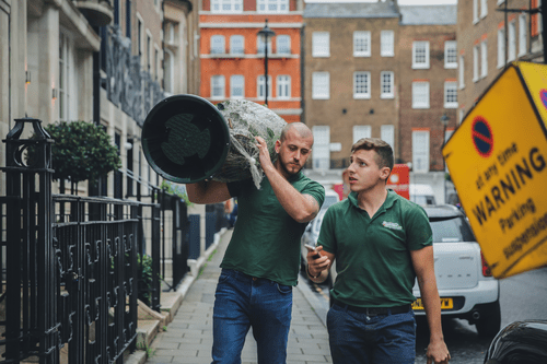 gardeners delivering Christmas tree