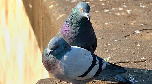 pigeon proofing and control services London