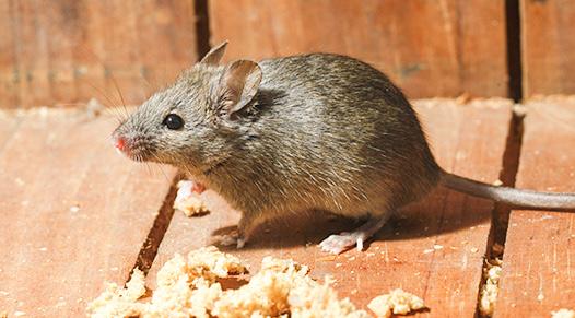 Emergency Mice Control in London| Mouse Exterminator 24/7