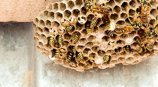 wasp nest removal service and prevention