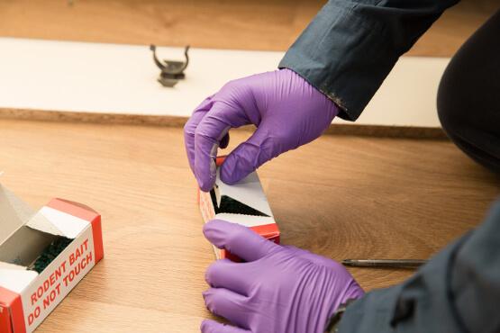 Rat Control and Extermination checking and stocking rat bait