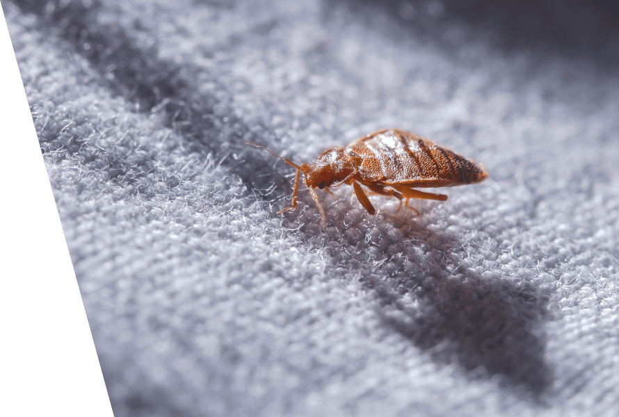 Close-up of bed bug on grey surface