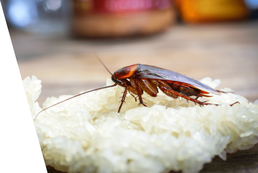 Roach exterminator