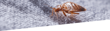 Close-up of bed bug on grey surface