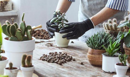 a person putting plants in small pots