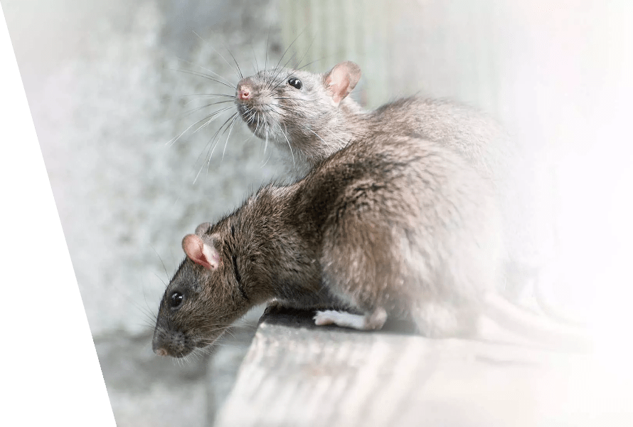 Rat extermination service